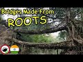 Living bridges made from roots  amazing plants in india