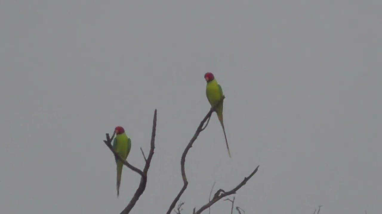 Plum-headed parakeets (Psittacula cyanocephala)