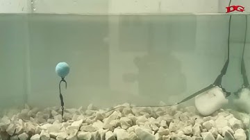 Ronnie Rig Clow Soft - DG