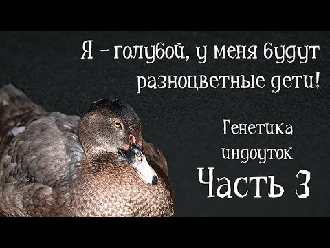 ГЕТЕРОЗИГОТНОСТЬ И ГОМОЗИГОТНОСТЬ. Генетика индоуток: часть 3. Разведение и селекция мускусных уток