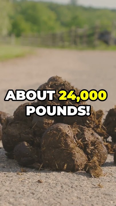 how-much-poop-do-you-produce-in-a-year-poop-facts-knowledge