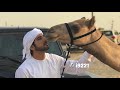 يا اهل الهجن - عيضة المنهالي بطيء