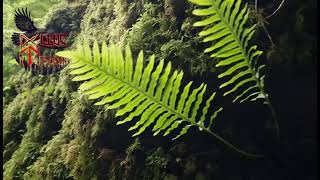 Whisperwood - A Celtic Folk Song of Forest Magic and Hidden Creatures