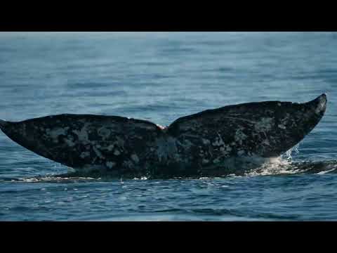 National Park Foundation: Wonder Calls - Wonder Never Stops