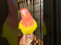 দেখেন কি করতে পাড়ি!#birds #trending #parrot #viral #memes #shorts #funny