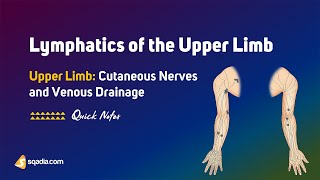 Upper Limb Cutaneous Nerves and Venous Drainage | Lymphatics of the Upper Limb