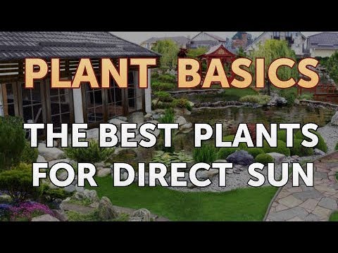 The Best Plants for Direct Sun