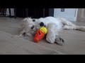 Sookie the golden retriever puppy enjoying her new K9 connectables (smart toys)