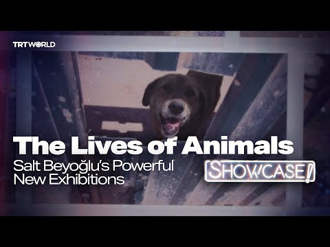 Salt Beyoğlu’s “The Lives of Animals” Confronts Coexistence and Cruelty