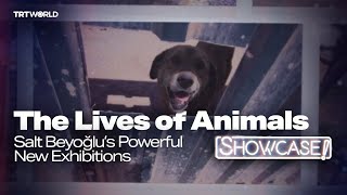 Salt Beyoğlu’s “The Lives of Animals” Confronts Coexistence and Cruelty