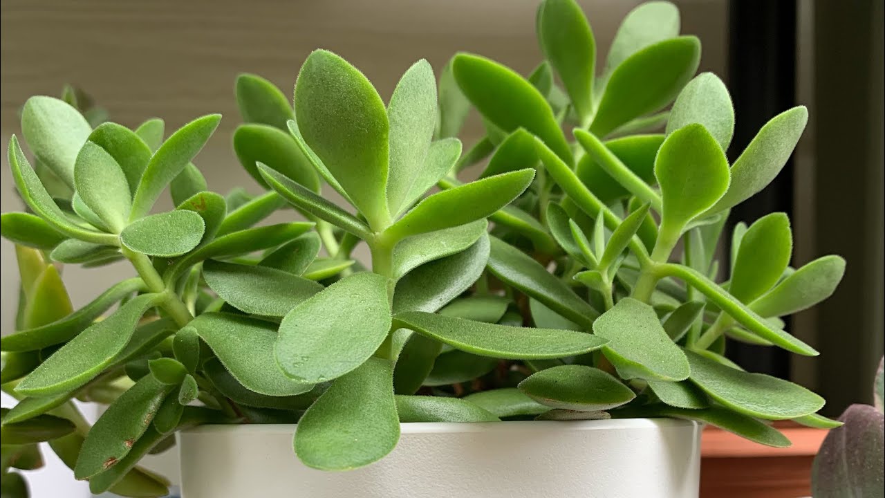 Crassula Money Maker in 5 months and 18 days #growth #update