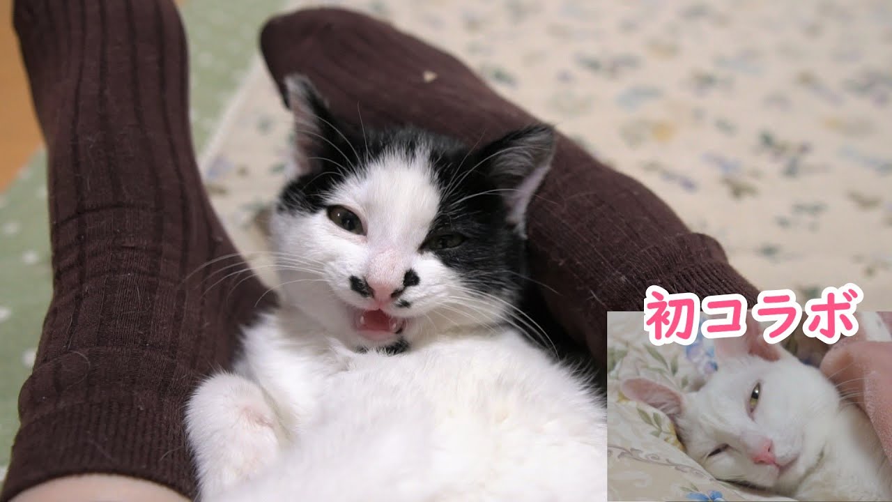 初共演】全然やる気が出ない子猫 ＆ もしもアル隊長とふく君が交信して
