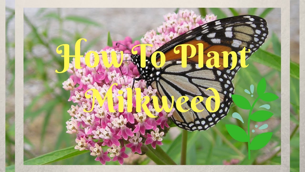How To Grow Common Milkweed From Seeds