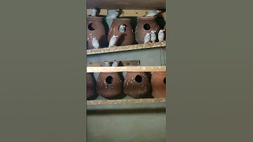 Silver Java Male Missing His Wife In Colony