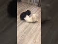 BLACK AND WHITE PUPPY PLAYING