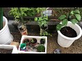 ペットボトル廃物利用でミニトマト植え付け（8月14日撮影）