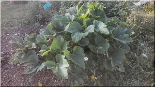 15 Juillet 2019 - Le Pampa Potager