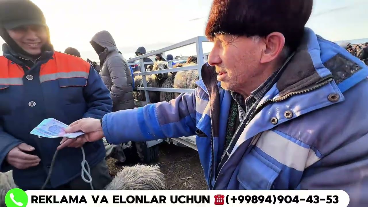 TURTKUL QOʻY BOZORI KOʻRAMIZ NARX QANDAY EKAN#automobile #rek #food 