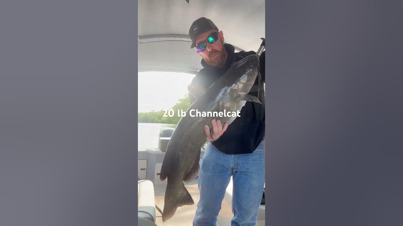 20 lb channel cat 