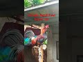 brown red rooster #manok #birds #ayam #fowls #rooster