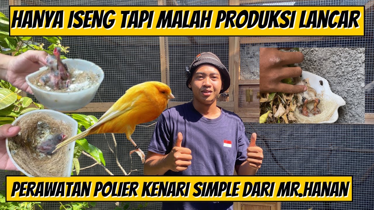TERNAK KENARI DI UMBARAN ,CUMA PAKAI JANTAN 1 BETINA 3 ,tips kenari produksi Mr.HANAN ‼️