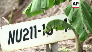 Researchers modify banana genes to fight disease