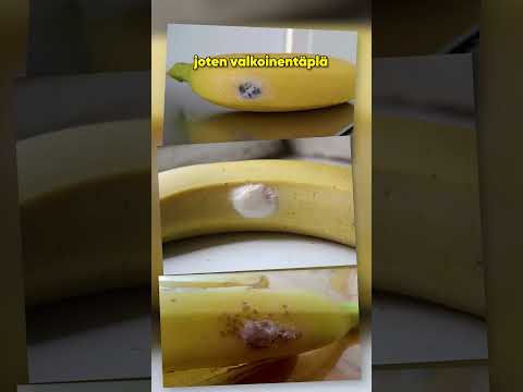 Video: Onko musa-banaani syötävää?