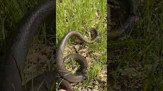 Did you get it right? #snakes #nature #wildlife