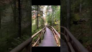 Is This REAL or AI? 🤖 Poland Forest Path That Looks Too Real | 2026 #shorts