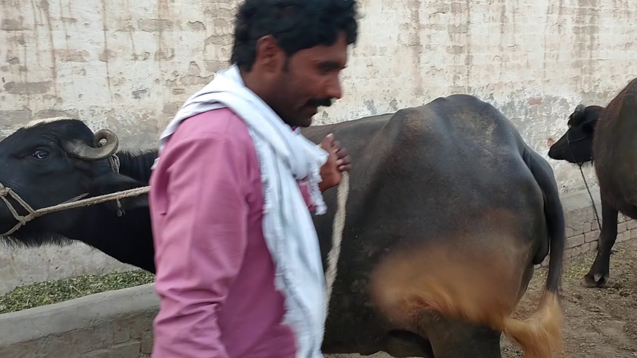 Beautiful pure nilli buffalo for sale in Pakistan on YouTube _24_5_2020 ...