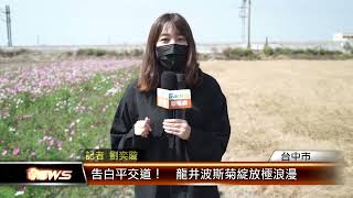 告白平交道！  龍井波斯菊綻放極浪漫 │T-NEWS聯播網