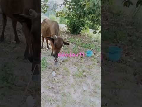 น้องวัวเกษตรผสมผสานเลี้ยงวัว ลูกวัววากิว เกษตรผสมผสาน เลี้ยงวัวมือใหม่ หมูหลุม