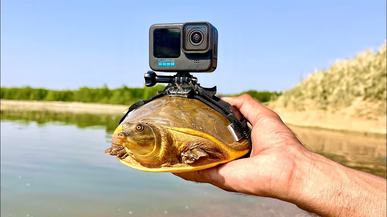 Camera On Turtle - कछुए ने दिखाई पानी के अंदर की दुनिया - YouTube