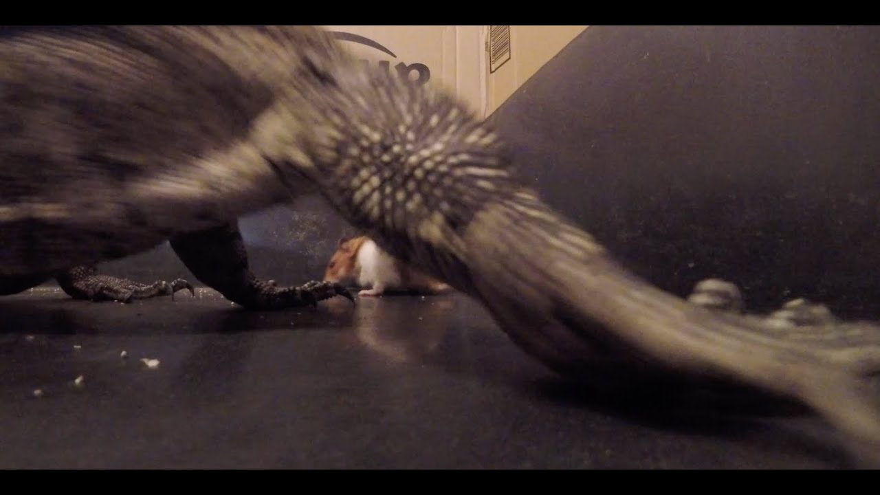 ver Monitor Lizard Eat Hamster Live Feeding YouTube ver-monitor-lizard-eat-hamster-live-feeding-youtube