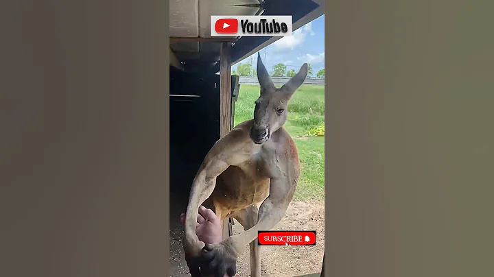 Everything's bigger in Texas... including Kangaroos🥲#shorths #reels #cute #youtubeshorts