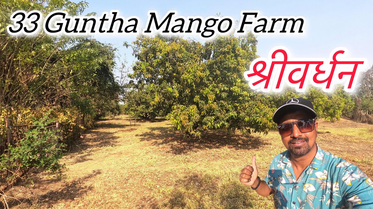 Kokan Properties | State Highway Touch Mango Farm for sale | Just 5 kms from Shrivardhan Beach