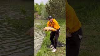 Отпускаю карпов🎣 #рыбалка #фидер #флэтфидер #карп #ловлякарпа #рыбалканафидер #карпфишинг