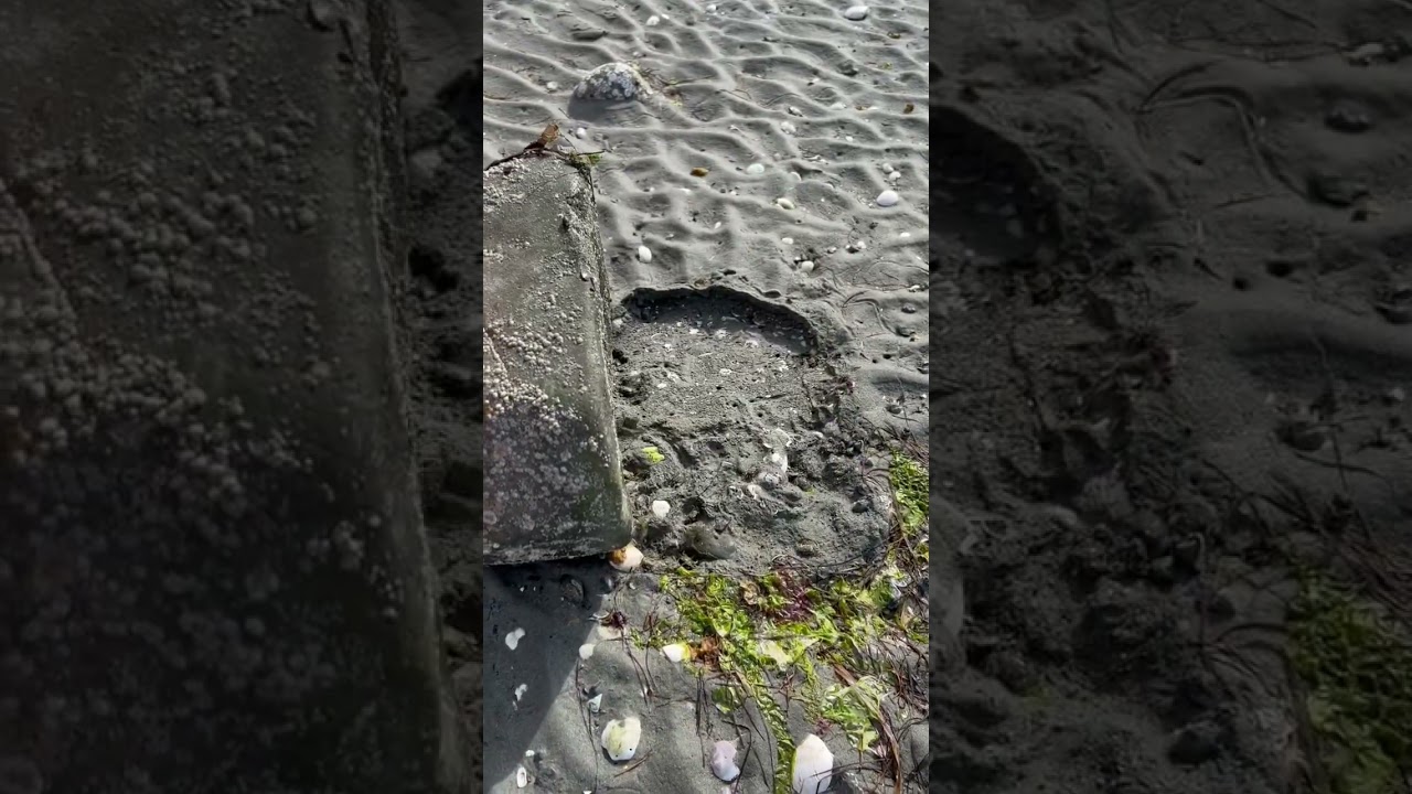 Crab Rave on Vancouver Island!