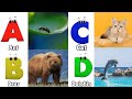 Alphabet Animals Song | Learn the ABC Alphabet Animals Song for Kids | ABC Alphabet Phonics Song