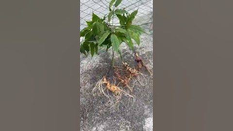 4 củ sâm rừng nặng 3 lạng 1 bao kiểm định chất lượng mời các bác siêu tầm gọi 0377965679 e Nguyệt