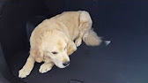 Dog Seat Covers For Hyundai Santa Fe