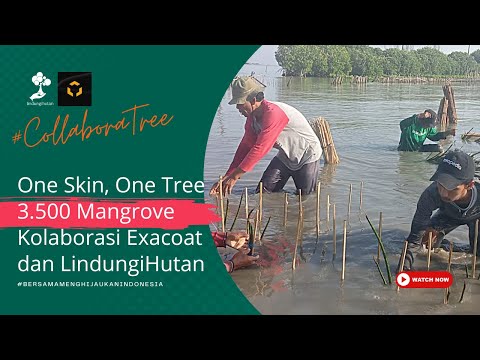 One Skin, One Tree: Kolaborasi Exacoat x LindungiHutan Kumpulkan 3.500 Pohon Ditanam