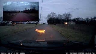 Close Call With Deer