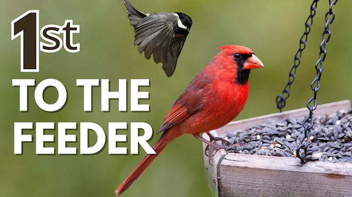 5 Birds That Show Up First at a New Feeder (and How to Attract Them)