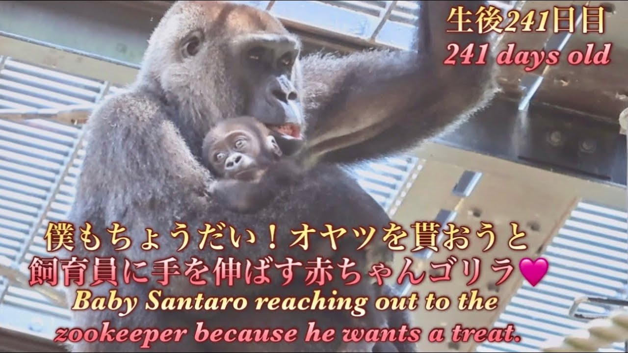 ゴリラのため息 さとるちゃんセット 000000036487-01.jpg?size=l&w=