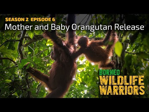 Video: Pet Sudu: Orangutan Ibu dan Bayi Bersatu, Polis Dog Menjimatkan Rakan Dari Serangan