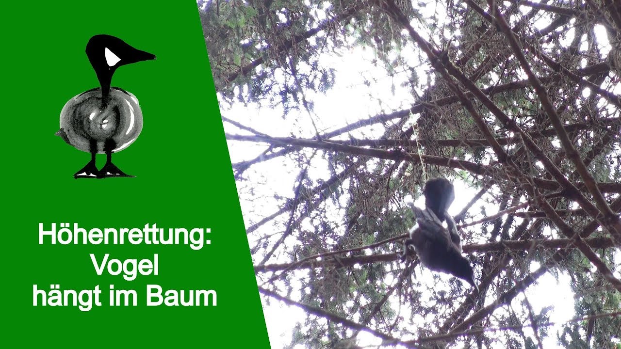 Höhenrettung: Vogel hängt im Baum - Tiernotruf 