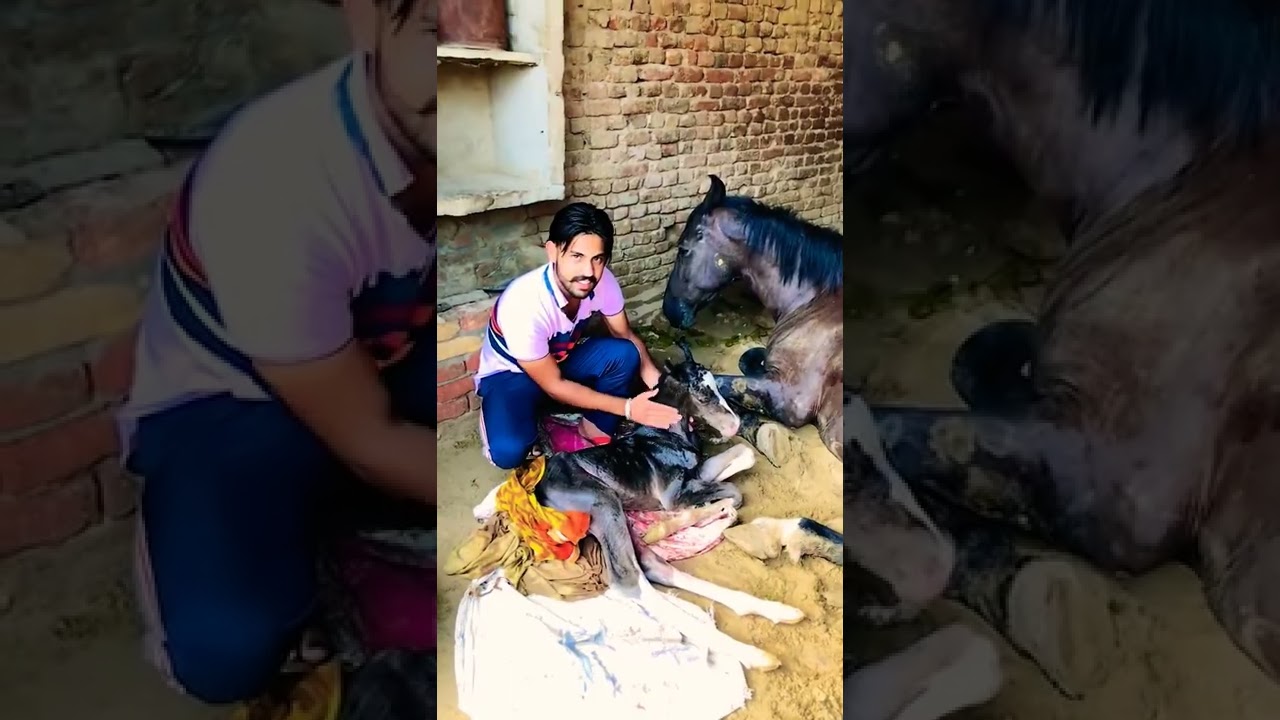 horse new born baby 😍 black horse 😍| Mr CARSHO 