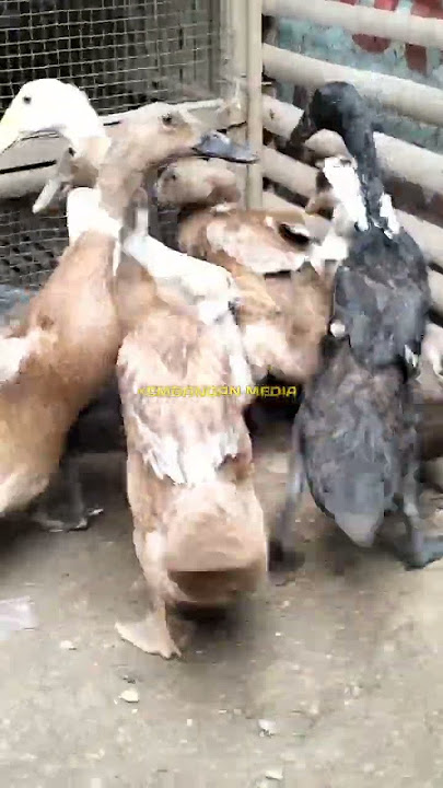 Download lagu Suara bebek Kwek Kwek Kwek