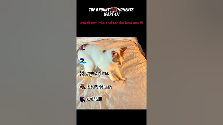 top 5 funny cat moments!!!😂😂😂